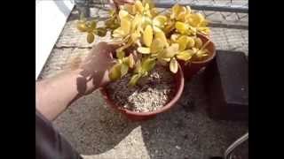 Jade Plant Crassula Ovata Hummels Sunset Repot [upl. by Synned]