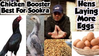 Larva food All in one Best chicken Booster Growth  Faisalbutt Murga information [upl. by Atok772]