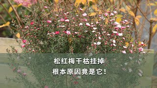 【海媽園藝課堂16】鬆紅梅乾枯掛掉，根本原因竟是它！Why Dose the Leptospermum Scoparium Wither？ [upl. by Katie]