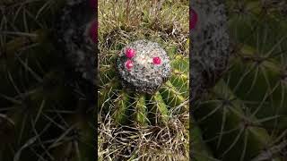 Melocactus curvispinus subs loboguerreroi  Asherita viajera guía turística en Colombia [upl. by Eiaj]