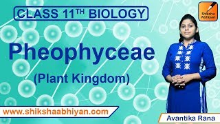 Phaeophyceae  Plant Kingdom  CBSE Class 11 Biology [upl. by Gothart861]