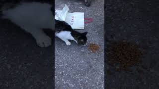 Gönüllü yardımcım İsmail ile sahadayız keşfet kedi cat catvideos funny catlover catsshorts [upl. by Afaw26]