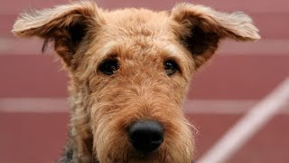 Are Airedale Terriers Prone to Autoimmune Disorders [upl. by Beryl647]