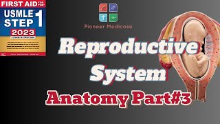 Genitourinary trauma Autonomic Innervation of penis firstaidstep1part 3usmle Urduhindi [upl. by Anrym]