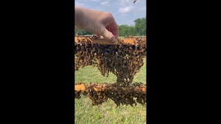 How Bees Build Their Hive [upl. by Harlen868]