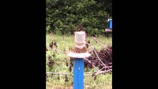 Bees on Feeder [upl. by Dorwin933]