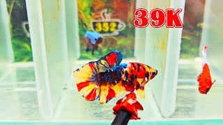 259 ĐỢT CÁ BETTA 40K  NEMO GLX 241  341 ZL O9433OO365 [upl. by Adey114]