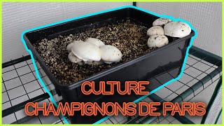 🍄 Faire POUSSER des CHAMPIGNONS de PARIS TUTO [upl. by Ainahtan]