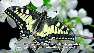 Swallowtail Butterfly  Top 10 beautiful facts [upl. by Ahsiniuq]