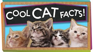 3 Cool Facts About Cats [upl. by Mccormick]