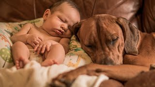 From Wild to Mild  Rhodesian Ridgebacks Adjust to New Baby [upl. by Adnuhser505]