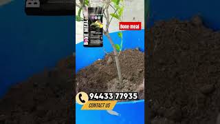 Bone Meal fertilizer for plants tamil plantsgrowth farming homeplants [upl. by Ilrebma]