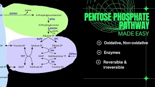 Pentose Phosphate PathwayMETABOLISM [upl. by Shelton]