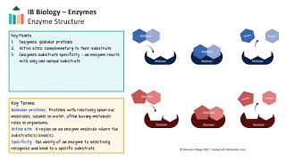 Enzymes IB Biology SLHL [upl. by Eleumas619]