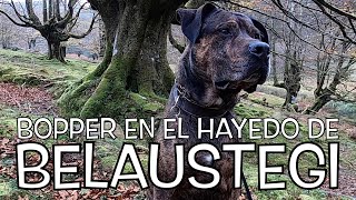 BOPPER EN EL HAYEDO DE BELAUSTEGI  VLOG PERRACO 49  YO SOY BOPPER [upl. by Jemma]