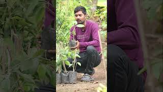 Miriyalu Plants  Black Pepper Plants  Spices Plants In Telugu  Kadiyam Abbai  Shorts  240 [upl. by Rein320]