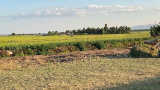 Journey Through Mwea Exploring Kenya’s Largest Rice Irrigation Scheme on the Way to Nairobi [upl. by Ayocat]