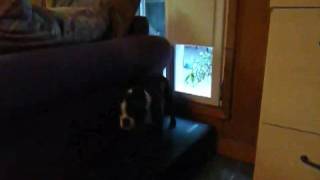 Boston Terrier puppy using his electronic dog door [upl. by Nikoletta]