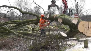 Oostflank Wijchen deel 2  het kappen van de bomen [upl. by Ecadnak]