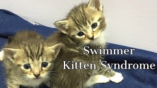 Swimmer Kitten Syndrome  Cured in less than two weeks [upl. by Lemyt]