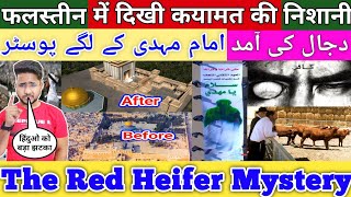 Israel को 2000 साल बाद मिला Red Heifer लाल गाय Hindu को लगा बड़ा झटका मुसलमानो के लिए खुशी की ख़बर [upl. by Ayomat]