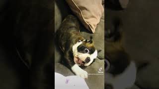 My Boston Terrier Puppy Found His Voice [upl. by Abocaj803]