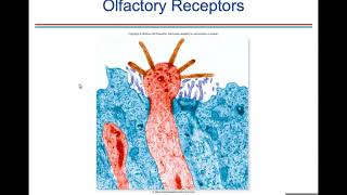 Ch 10 Sensory Receptors [upl. by Waly]