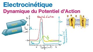 Electrocinétique 26 Dynamique du Potentiel dAction [upl. by Lanita]