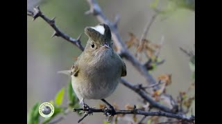 FIOFÍO SILBÓN Elaenia albiceps [upl. by Yates]