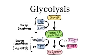 Glycolysis  MCAT Biochemistry [upl. by Ylebmik]