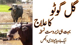 Gal Ghoto Ka Ilaj Gal Ghotu  Heamorrhagic Septicaemia Disease Treatment In Cows And Buffaoles [upl. by Weikert431]