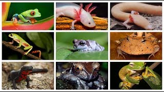 10 Anfibios mas hermosos del mundo CUARTO DE REPTILES [upl. by Spence991]