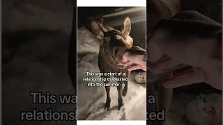 This moose needed help wholesome cute animals story shorts moose [upl. by Navillus]