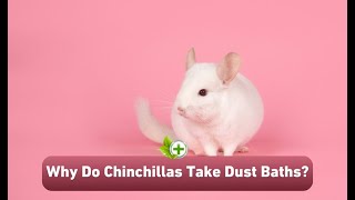 Why Do Chinchillas Take Dust Baths [upl. by Genisia714]