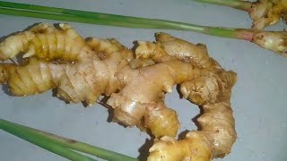 இஞ்சி மலர்Ginger HarvestGinger flowerஇஞ்சி மலர் [upl. by Ayocat]