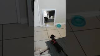 Funny Dachshund barking at the mirror [upl. by Farrica]