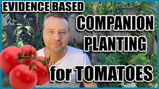 Companion Planting  14 Companion Plants for Tomatoes Evidence Based [upl. by Richella]