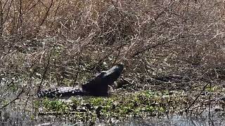 Bbsp Alligator Bellowing 02072024 [upl. by Doralynne]