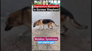 Wobbler Syndrome in dogsDegenerative myelopathy in the German Shepherd dog [upl. by Marjorie46]