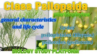 biology  Pteridophytes  Class psilopsida Order psilophtales Rhynia amp psilotales psilotum [upl. by Asiil]