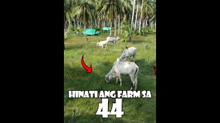 Hinati Ko sa 44 ang Farm [upl. by Felise275]