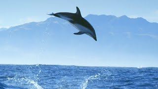 Incredible Dolphin Moments  BBC Earth [upl. by Galan]