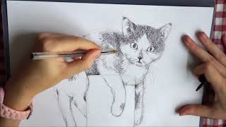 TUTO DESSIN  LE CHAT [upl. by Aneeuqahs]