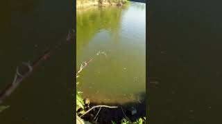 Riverbank Catfishing Using Liver on the Black River in Jacksonport Arkansas [upl. by Anilah436]