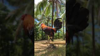 gamefarm chickenbreeds trending chicken trending shortvideo shorts short [upl. by Akehsyt]