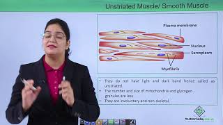 Class10th – Smooth Muscle  Locomotion and Movement  Tutorials Point [upl. by Imeaj]