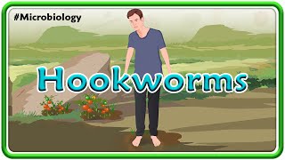 Hookworms Microbiology Animation  USMLE Step 1 [upl. by Cooperstein788]