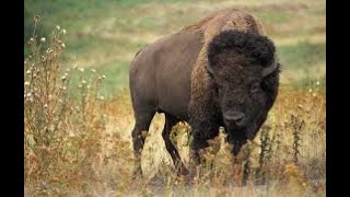 Top 10 Grassland Animals [upl. by Winshell]