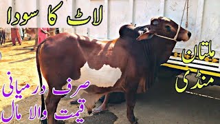 Laat Ka SODA Sirf Dermiani Qemat waly Bachry Multan Cow Mandi Latest update vip Abluk Sahiwal [upl. by Thoma835]