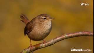 Birdsong for beginners [upl. by Issac]